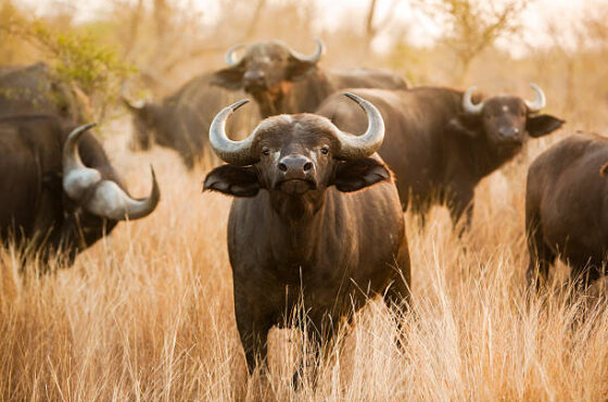 6 Days Maasai Mara, Nakuru & Amboseli