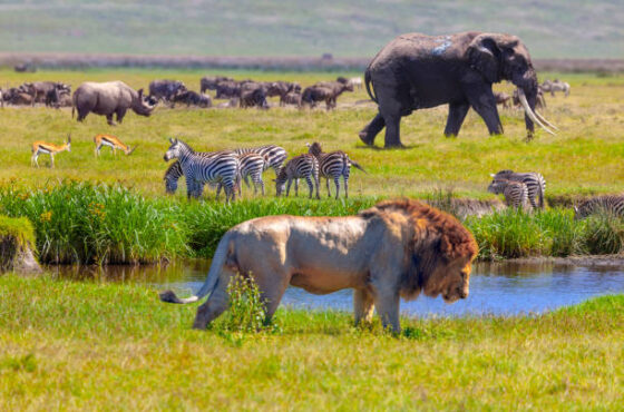 4 Days Maasai Mara Safari