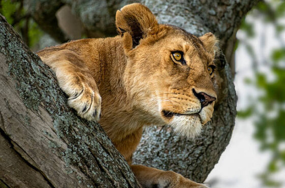 5 Days Maasai Mara, Lake Nakuru & Hell’s Gate Safari